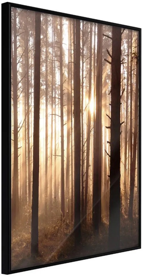 Αφίσα - Morning in the Forest - 40x60 - Μαύρο - Χωρίς πασπαρτού