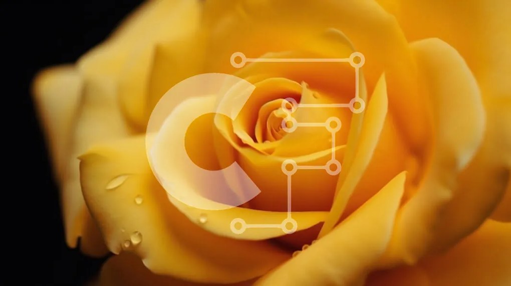 Intra Συλλεκτικό Ξύλινο Παζλ Plywood 4mm - Ζωντανό μονό κίτρινο τριαντάφυλλο με σταγονίδια νερού Σε Ξύλινο Κουτί - Διαστάσεις: 10x10 cm – 25 κομμάτια