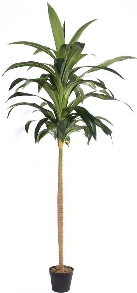 Τεχνητό Δέντρο Δράκαινα Aspire 5211-6 80x80x230cm Green Supergreens Πολυαιθυλένιο