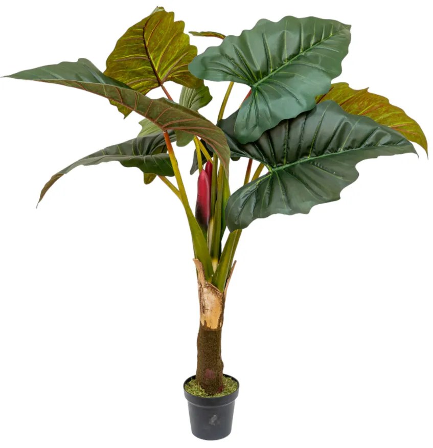 ΦΥΤΟ ΚΟΛΟΚΑΣΙΑ (COLOCASIA ESCULENTA)  ΜΕ ΓΛΑΣΤΡΑ  ΜΕΓΕΘΟΣ  165ΕΚ