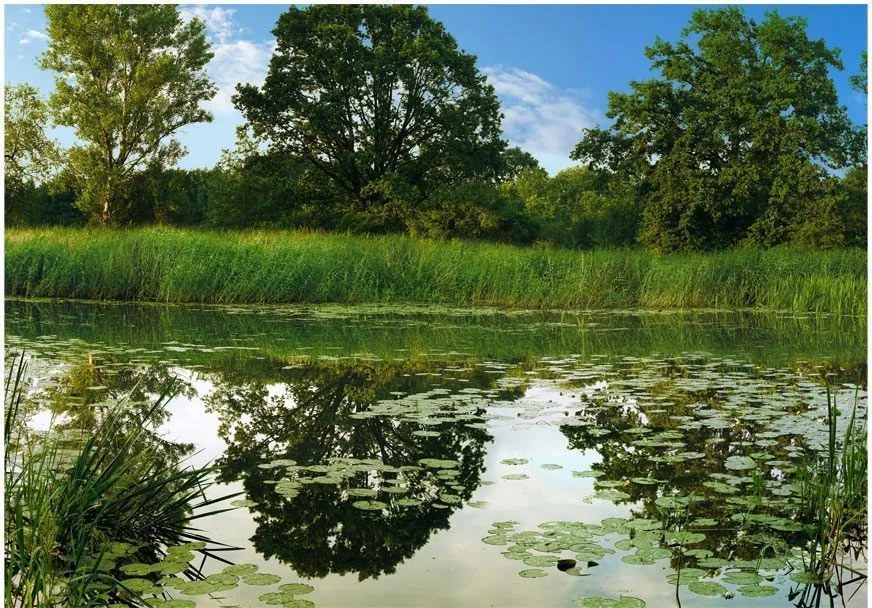 Αυτοκόλλητη φωτοταπετσαρία - The Magic Pond - 196x140