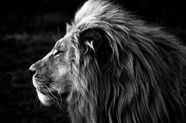 Φωτογραφία Close-up of a Lion (B&W), azamkassim