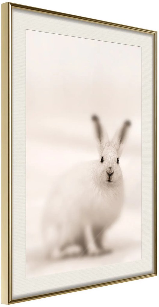 Αφίσα - Curious Rabbit - 20x30 - Χρυσό - Με πασπαρτού