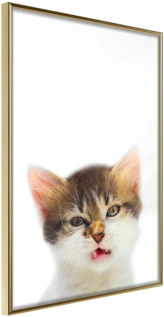 Αφίσα - Funny Kitten - 20x30 - Χρυσό - Χωρίς πασπαρτού