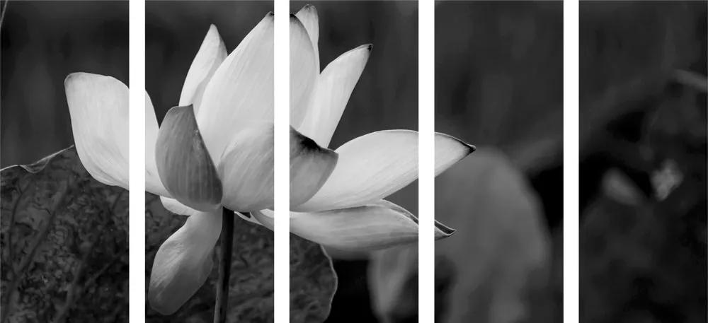 Εικόνα λουλούδι λωτού 5 τμημάτων σε ασπρόμαυρο - 200x100