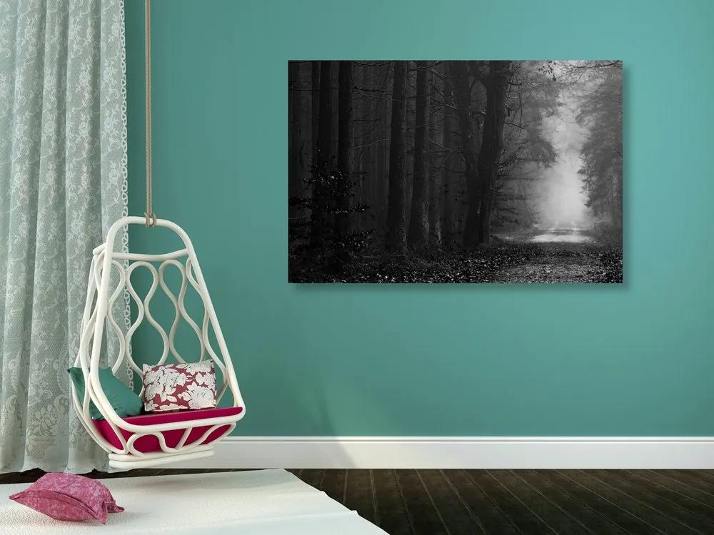 Μονοπάτι εικόνας στο δάσος σε ασπρόμαυρο - 120x80