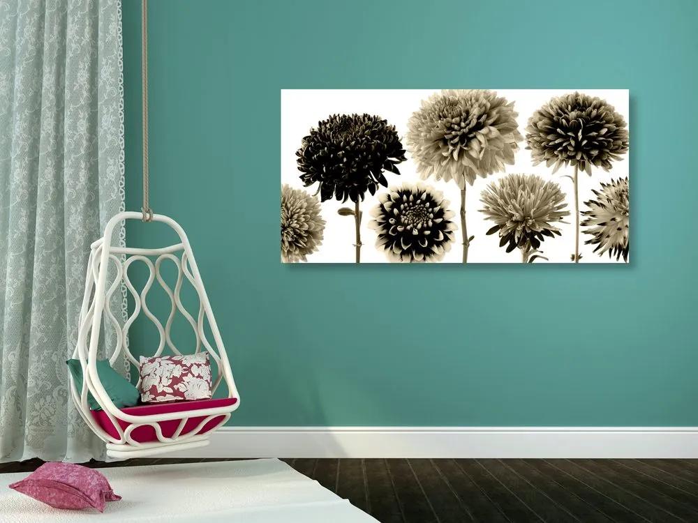 Φωτογραφίστε λουλούδια ντάλια σε διάφορα σχέδια σε σχέδιο σέπια - 100x50