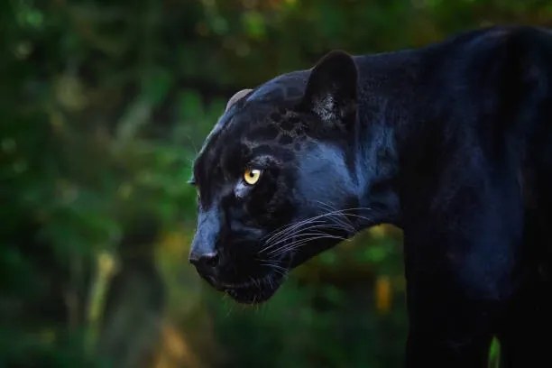 Φωτογραφία Black Jaguar (Panthera onca) - Melanistic Feline, diegograndi