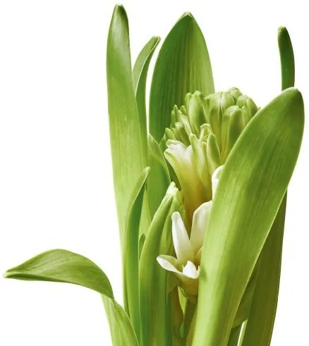 HYACINTHUS φυτό σε γλάστρα/1 βολβός/Υάκινθος, 8 cm 805.878.41