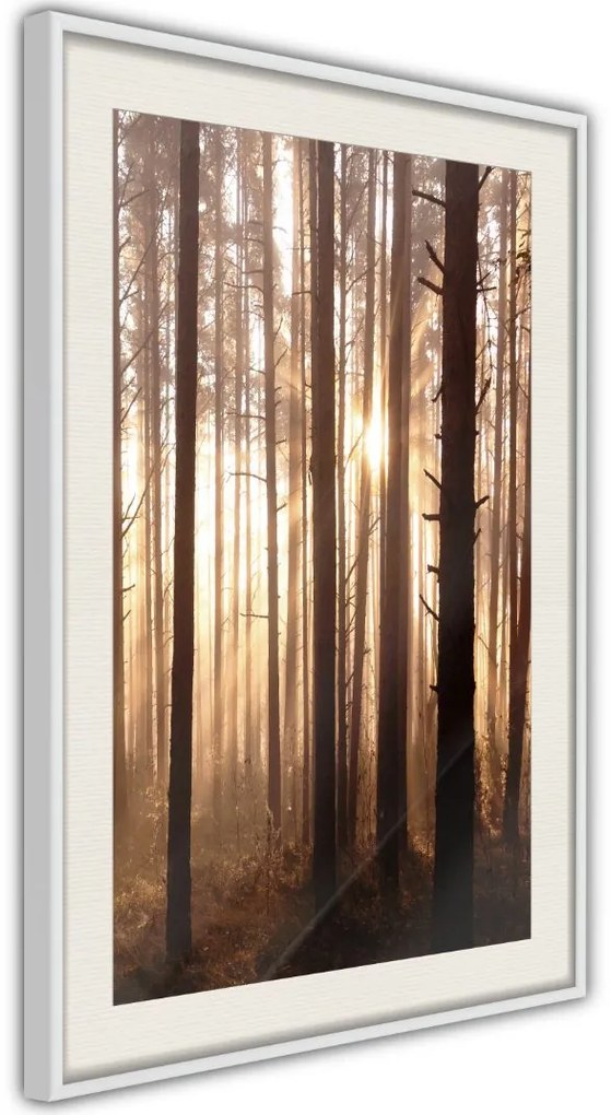 Αφίσα - Morning in the Forest - 30x45 - Χρυσό - Χωρίς πασπαρτού