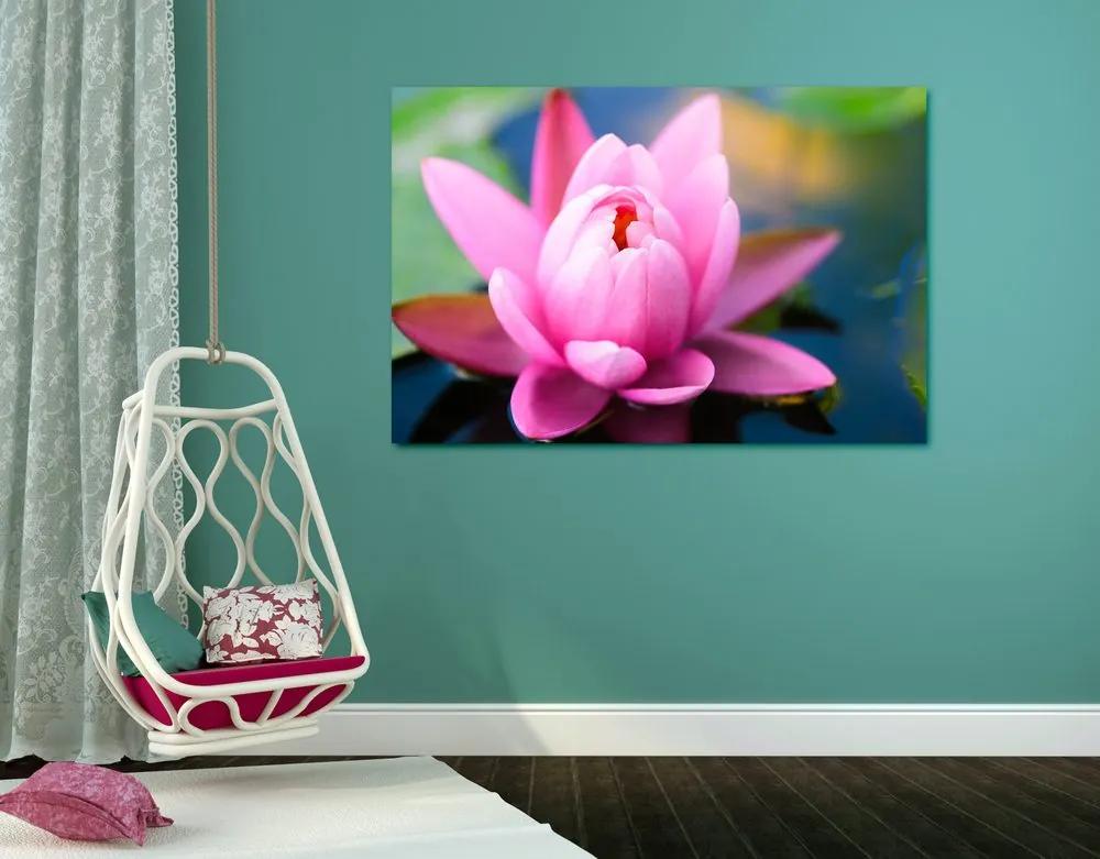 Εικόνα ενός όμορφου ροζ λουλουδιού στη λίμνη - 120x80