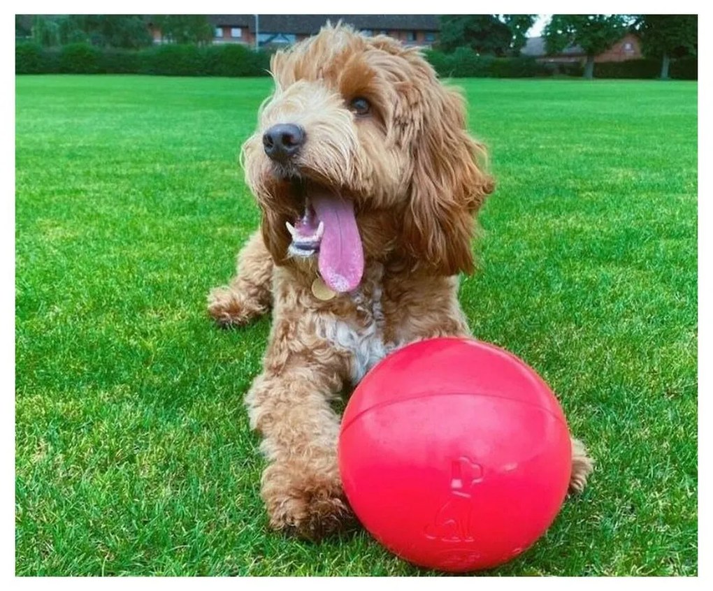 Παιχνίδια για Σκύλους Company of Animals Boomer Μπλε (100mm)