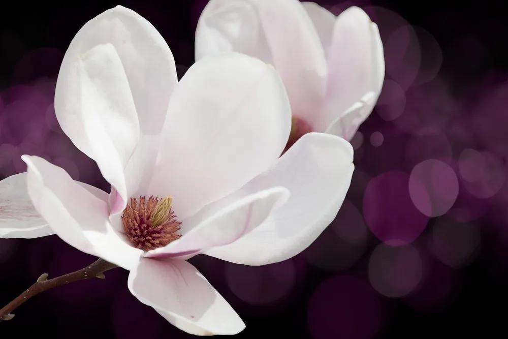 Εικόνα ενός λουλουδιού μανόλια σε αφηρημένο φόντο - 120x80