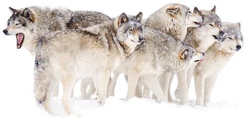 Φωτογραφία Timber wolf family, Jim Cumming