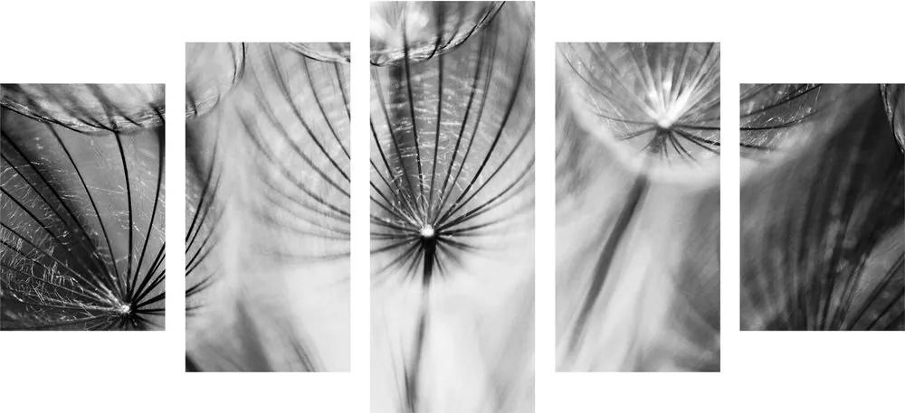 Εικόνα 5 μερών Πικραλίδα σε ασπρόμαυρο - 200x100