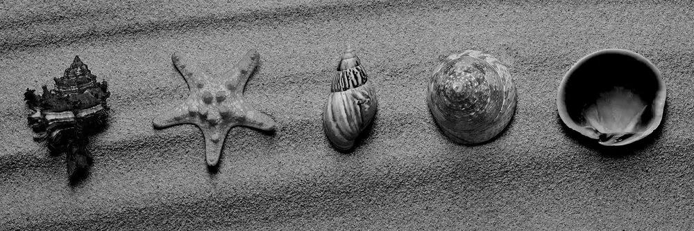Εικόνα κοχυλιών σε αμμώδη παραλία σε μαύρο & άσπρο - 135x45
