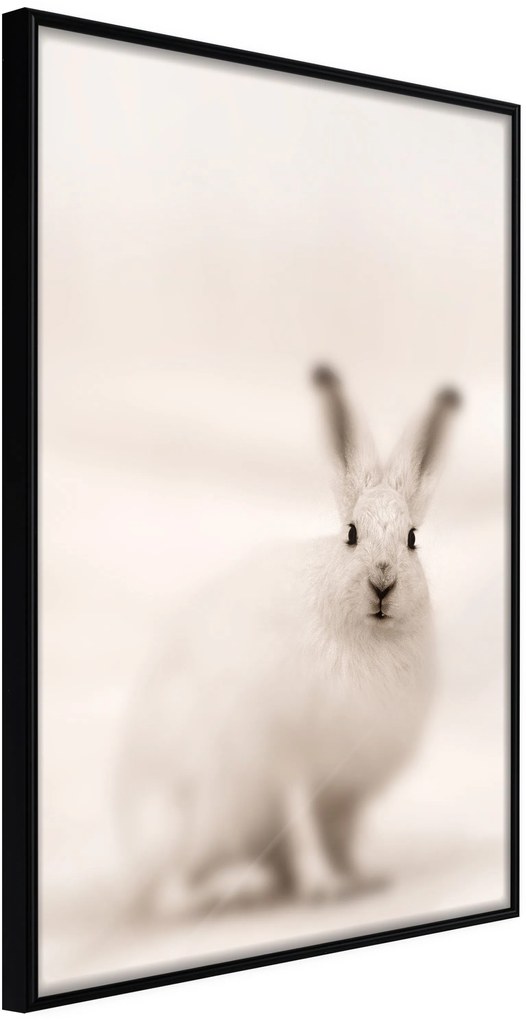 Αφίσα - Curious Rabbit - 20x30 - Μαύρο - Χωρίς πασπαρτού