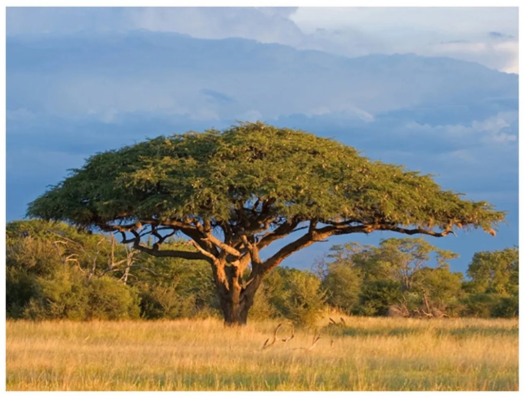 Φωτοταπετσαρία - African acacia tree, Hwange National Park, Zimbabwe 350x270