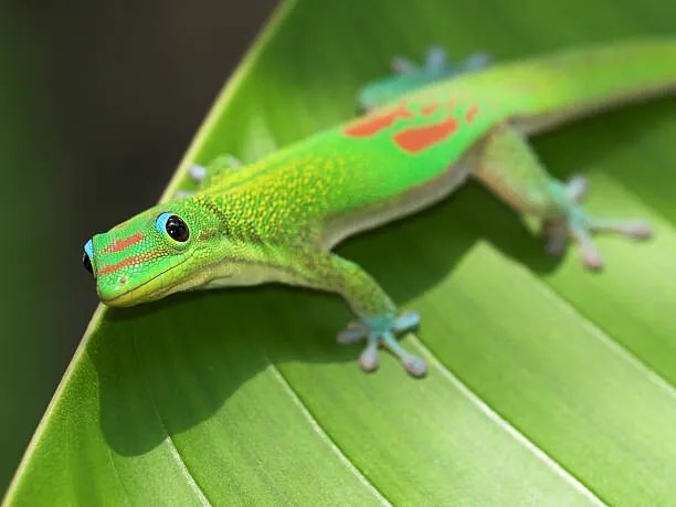 Φωτογραφία Green Gecko  On Leaf, Pete Orelup