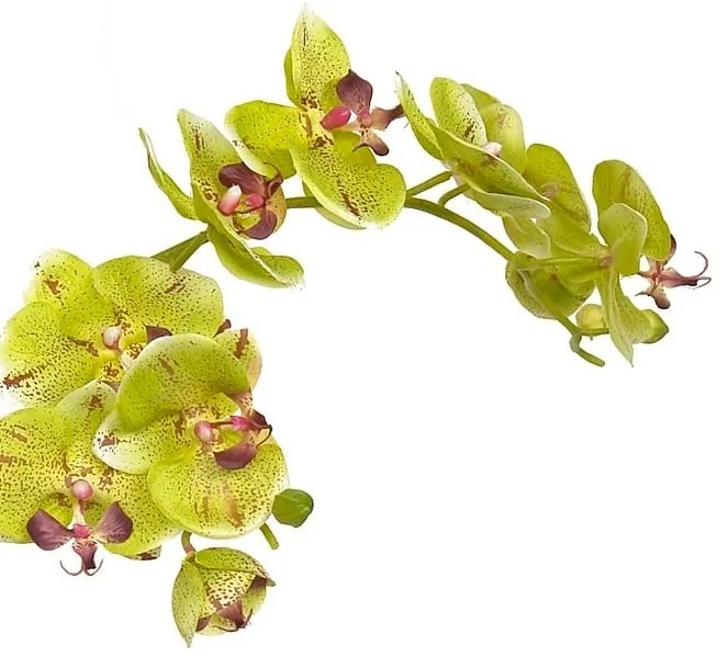 Λουλούδι CONCORAL 1.4m Orquidea Verde 1239061-GR