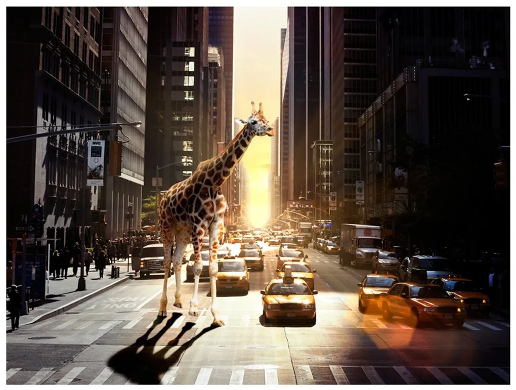 Φωτοταπετσαρία - Giraffe in the big city 200x154