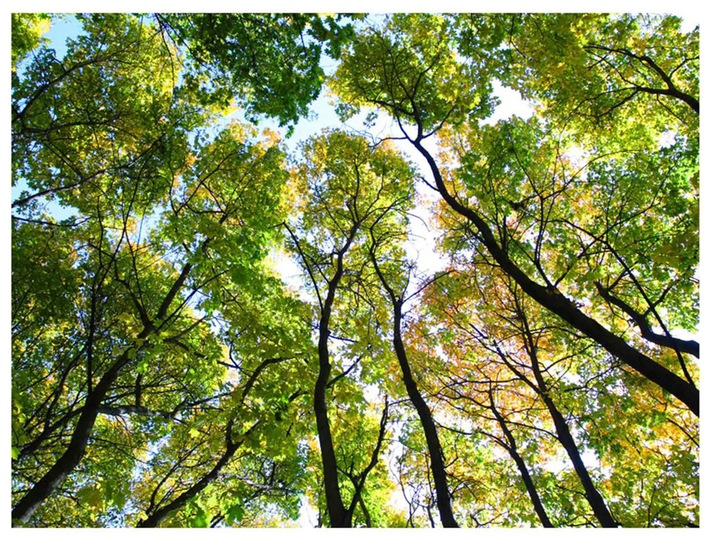 Φωτοταπετσαρία - Looking up at the trees 350x270