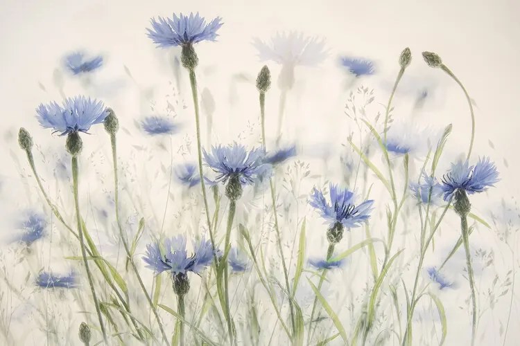 Εικονογράφηση Cornflowers, Nel Talen