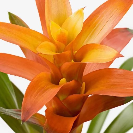 GUZMANIA φυτό σε γλάστρα/φυτό Γκουζμάνια, 9 cm 705.553.98