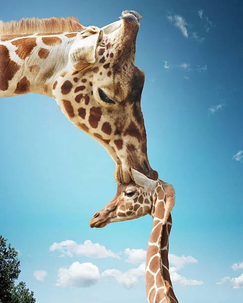 Φωτογραφία Mother giraffe nuzzling calf's head, Gandee Vasan
