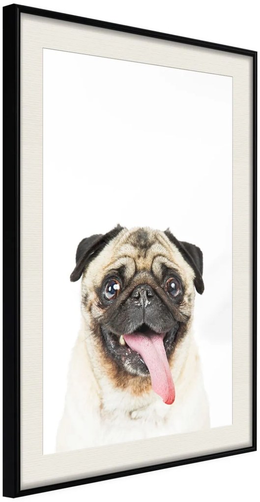 Αφίσα - Funny Pug - 20x30 - Μαύρο - Με πασπαρτού