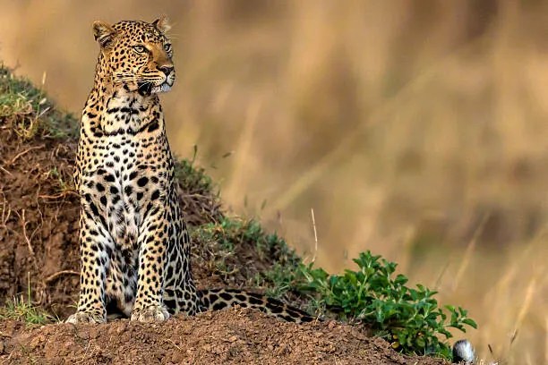 Φωτογραφία Leopard scanning the area, Manoj Shah