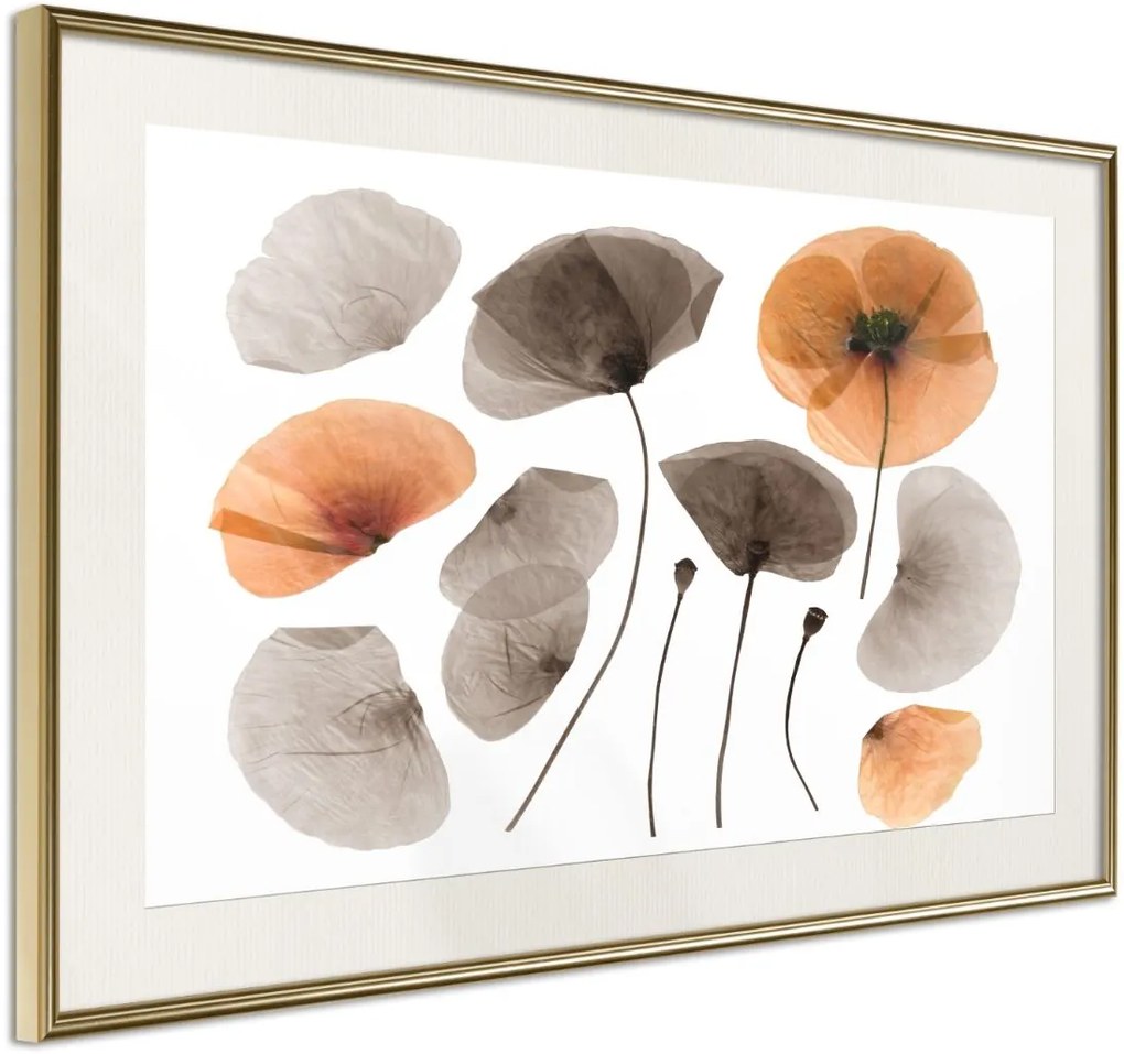 Αφίσα - Dried Poppies - 90x60 - Χρυσό - Με πασπαρτού