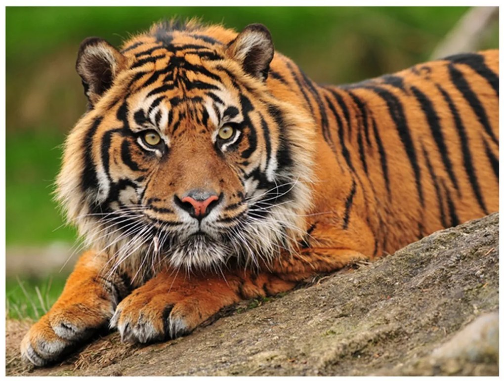 Φωτοταπετσαρία - Sumatran tiger 400x309