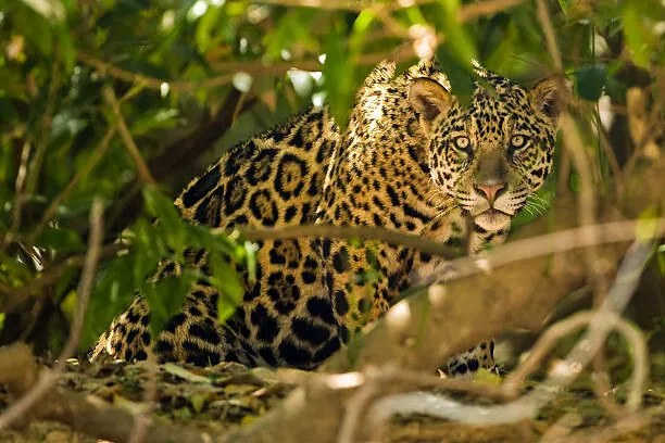 Φωτογραφία Jaguar, McDonald Wildlife Photography Inc.