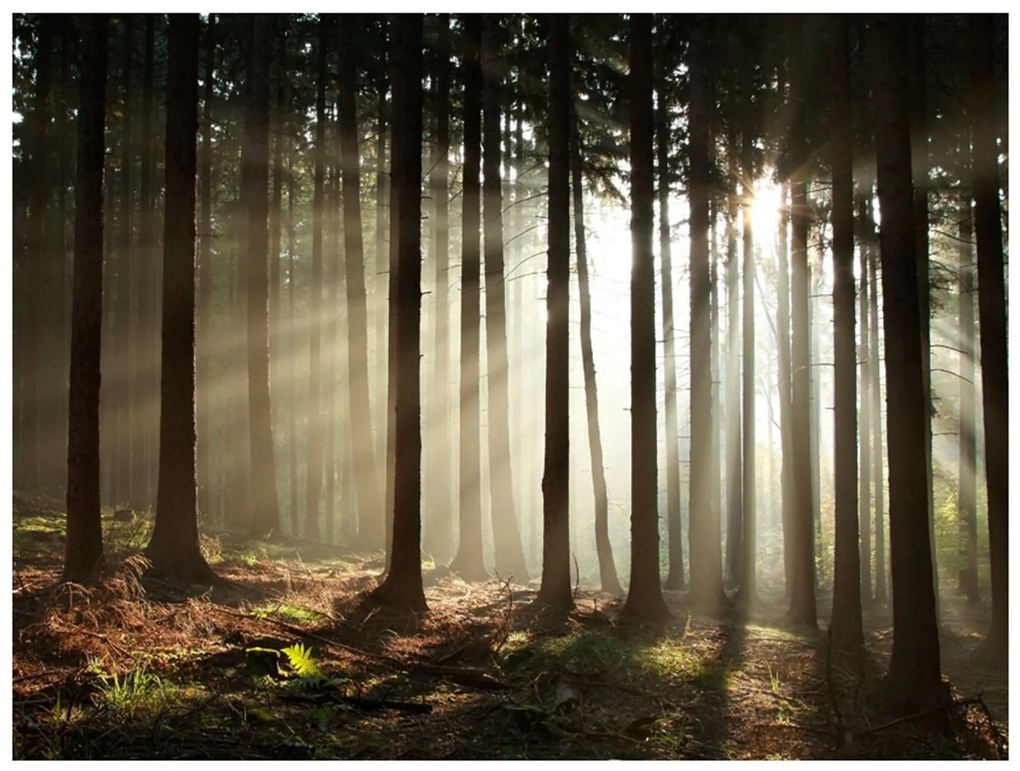 Φωτοταπετσαρία - Coniferous forest 200x154