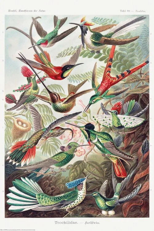 Αφίσα Ernst Haeckel - Kolibris