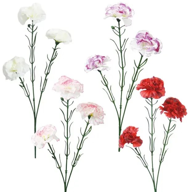 MarHome ΚΛΑΔΙ ΓΑΡΥΦΑΛΛΟ ASS (4 ΧΡΩΜΑΤΑ) X3 Υ65cm 24/288ΚΙΒ 00-1359
