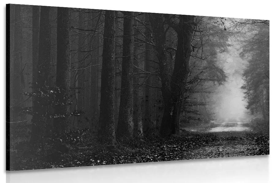 Μονοπάτι εικόνας στο δάσος σε ασπρόμαυρο