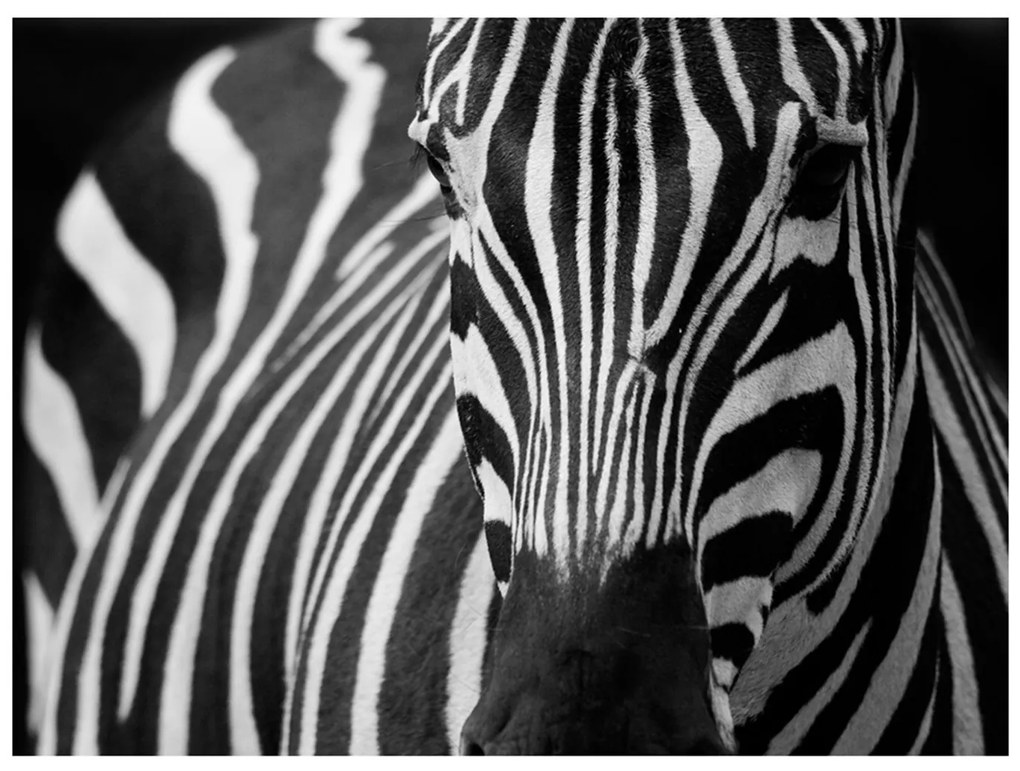 Φωτοταπετσαρία - White with black stripes 400x309