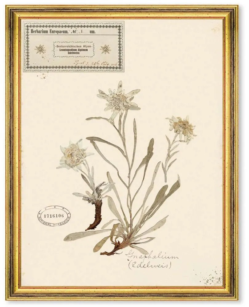 Κάδρο Herbarium Alpinium I FA13455 35x50cm Multi MindTheGap Vertical Ξύλο,Γυαλί