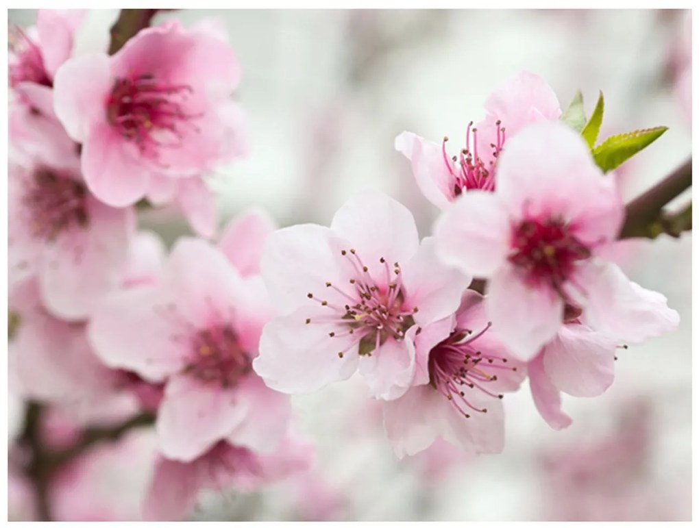 Φωτοταπετσαρία - Spring, blooming tree - pink flowers 200x154