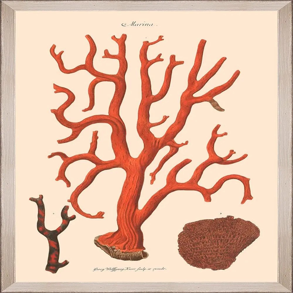 Κάδρο Deliciae Naturae Ix Fa13361 35X50Cm Beige-Orange Mindthegap Κάθετοι Wood