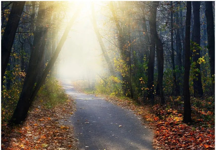 Αυτοκόλλητη φωτοταπετσαρία - Road through the Forest - 245x175