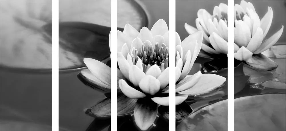 Εικόνα 5 τμημάτων λουλούδι λωτού στη λίμνη σε ασπρόμαυρο - 200x100