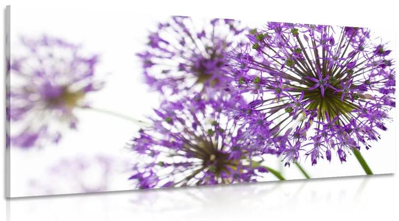 Εικόνα ανθισμένα μωβ λουλούδια σκόρδου - 100x50