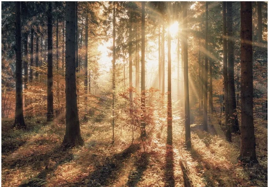 Αυτοκόλλητη φωτοταπετσαρία I- Autumnal Forest - 294x210