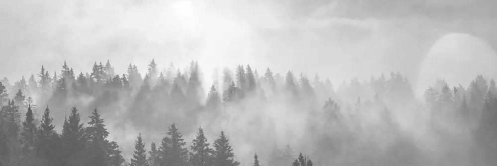 Εικόνα ομίχλης πάνω από το δάσος σε μαύρο & άσπρο