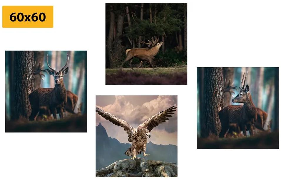 Σετ εικόνων ομορφιά των ζώων του δάσους - 4x 60x60