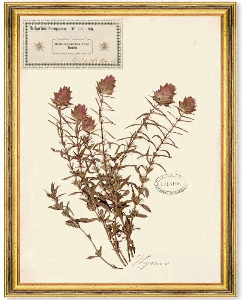 Κάδρο Herbarium Alpinium IX FA13463 35x50cm Multi MindTheGap Vertical Ξύλο,Γυαλί