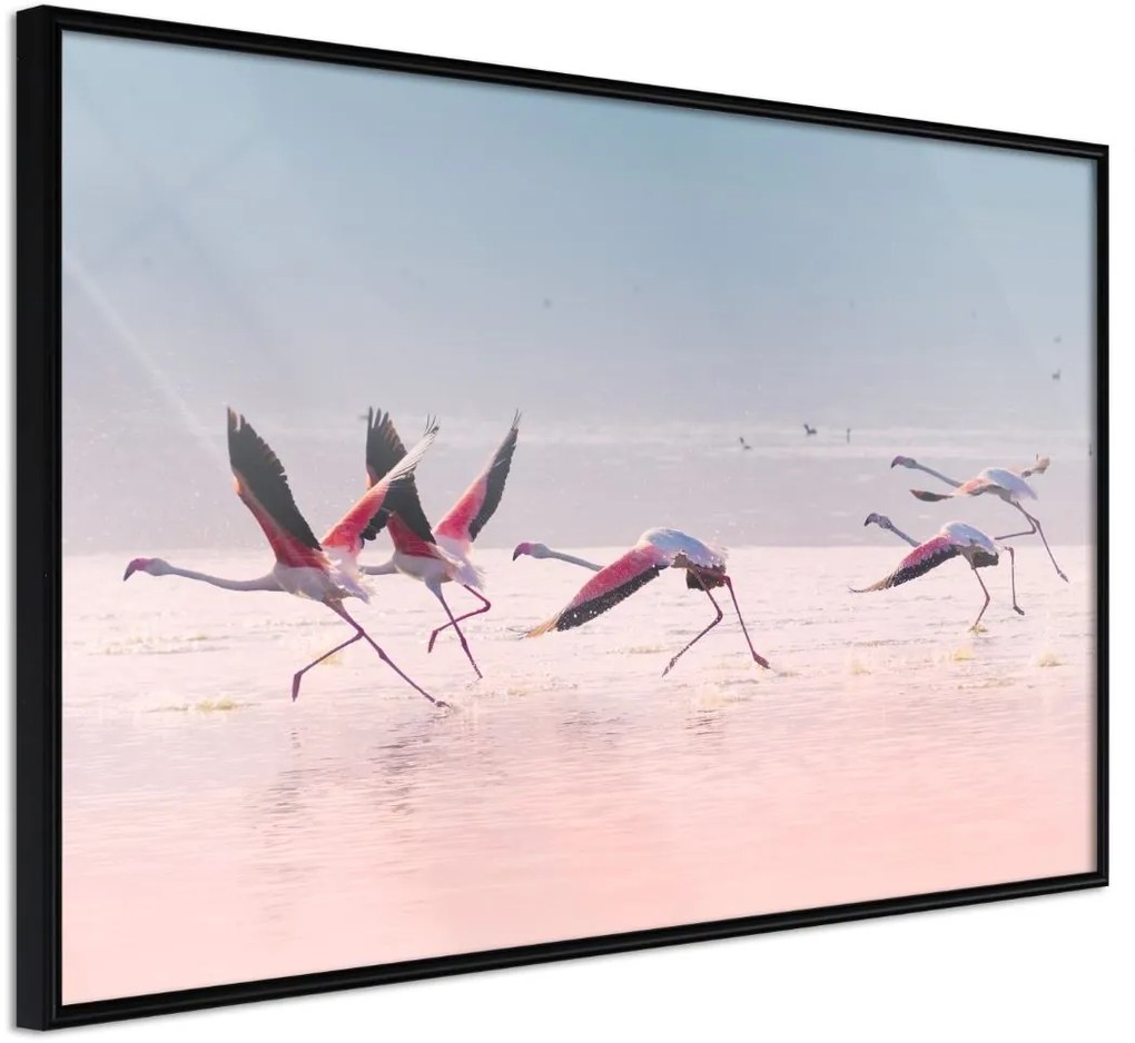 Αφίσα - Flamingos Breaking into a Flight - 30x20 - Μαύρο - Χωρίς πασπαρτού